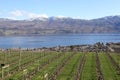 British Columbia, walking thru a vineyard! Royalty Free Stock Photo