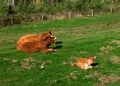 Herd of red limousine cattle cows around resting on a grass on a sunny day. Royalty Free Stock Photo