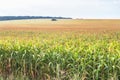 Dawn corn field.   This picture was made during the flowering of corn, when the field becomes golden. Royalty Free Stock Photo