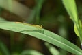 Light green Damselfly or little dragonfly sitting on a leaf and is almost camouflaged Royalty Free Stock Photo