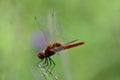 Urothemis signata Dragon fly