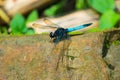 A Blue colored beautiful dragonfly sitting on stone by opening it\'s wings inside jungle of Sajek, Bangladesh Royalty Free Stock Photo