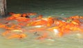 Lots of Gold fish eating food together in a pond at Gazipur safari Park in Dhaka, Bangladesh