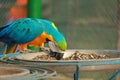 Blue and Yellow Macaw eating seeds from plate of seeds in the morning at Gazipur Safari Park, Dhaka, Bangladesh