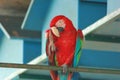 Red Scarlet Macaw scratching his head with one leg and sitting on bar of a bird cage on other leg at Gazipur safari park Royalty Free Stock Photo