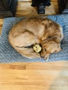 Golden retriever cuddling in bed with his favorite toy