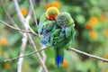 A couple of parrots in the wild sleeping on a tree branch Royalty Free Stock Photo