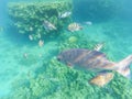 Fish in the sea. Underwater shooting in the Red Sea. Beautiful underwater world.