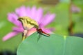 Red dragonfly , commonly known as Scarlet Percher dragonfly sitting on lotus leaf