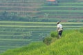 Rice Field in Sumedang, West Java, Indonesia