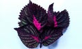 Black pink miana leaves