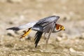 Flight of a Red Necked Falcon Royalty Free Stock Photo