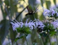 Snowberry clearwing hummingbird moth flying above flowers in a field