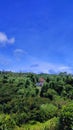 the mosque in the middle of forest Royalty Free Stock Photo