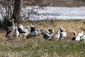 A big group of storks on a meadow next to a road at a cold day in winter next to BÃÂ¼ttelborn in Hesse, Germany. Royalty Free Stock Photo