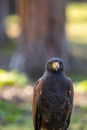 Portrait of a desert buzzard at a sunny day in summer. Royalty Free Stock Photo