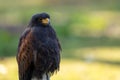 Portrait of a desert buzzard at a sunny day in summer. Royalty Free Stock Photo