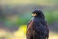 Portrait of a desert buzzard at a sunny day in summer. Royalty Free Stock Photo