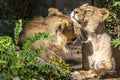 Two young lions in a zoo, relaxing and cleaning each other their fur in their outdoor enclosure at a sunny day in summer. Royalty Free Stock Photo