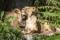 Two young lions in a zoo, relaxing and cleaning each other their fur in their outdoor enclosure at a sunny day in summer. Royalty Free Stock Photo