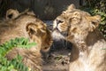 Two young lions in a zoo, relaxing and cleaning each other their fur in their outdoor enclosure at a sunny day in summer. Royalty Free Stock Photo