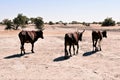 Emaciated cattle at the Sahel