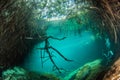 Scuba diving in the Casa Cenote in Mexico