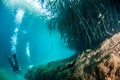 Scuba diving in the Casa Cenote, Tulum, Mexico