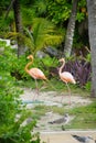 Flamingoes in Yucatan Peninsula, Mexico