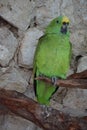 Parrot resting on a tree,Tulum, Mexico