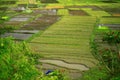 Traditionally Managed Paddy Fields in Silaban Village, North Sumatra, Indonesia Royalty Free Stock Photo