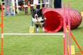 Happy Border Collie is jumping over obstacle, during dog agility