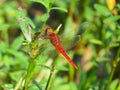 A Red color Dragon fly eating from small green tree leaves in Bangladeshi Forest Royalty Free Stock Photo