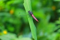 A Red and Blue color grig sitting on green leave in the jungle of sajek, Bangladesh Royalty Free Stock Photo