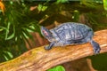 Painted turtle on a log