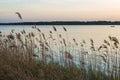 Sunset over lake with reeds and grasses in foreground Royalty Free Stock Photo