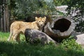 A cute young lion in a zoo