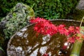 A picture of a water bowl in a Japanese garden, with a branch of a maple leaf hanging over it.