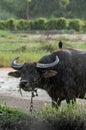 Picture of a water buffalo with a bird on hims back at a rainy day looking to the camera