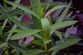 Picture of a water droplet on green oleander leaf Royalty Free Stock Photo