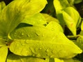 A picture of water droplets on yellow leaves