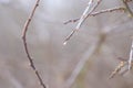 Water drops branches nature snow bokeh