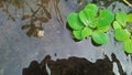 A picture of water lettuce or pistia or bunga kerang or lemnaceae Royalty Free Stock Photo