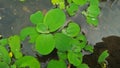 A picture of water lettuce or pistia or bunga kerang or lemnaceae Royalty Free Stock Photo