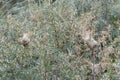 Picture of the web of the Brown Tail Moth at Spurn Point UK