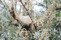 Picture of the web of the Brown Tail Moth at Spurn Point UK