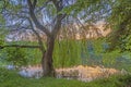 Picture of a weeping willow with fresh green leaves at a pond in backlight Royalty Free Stock Photo