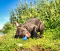 Wet blue english Staffordshire bull terrier with its ball toy