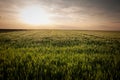 Panorama of a wheat field, green color, on a sunny afternoon dusk with blue sky, in a typical serbian agricultural landscape, at