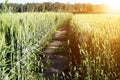 Picture of wheat fields for baisakhi Royalty Free Stock Photo